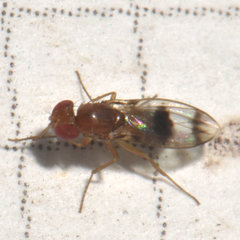 Chymomyza amoena