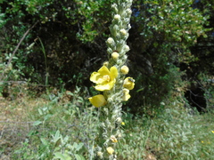 Verbascum macrurum