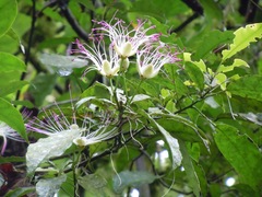 Capparidastrum discolor