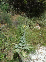 Verbascum macrurum