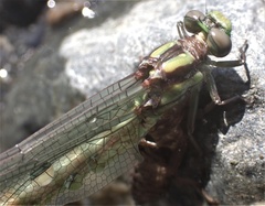 Ophiogomphus