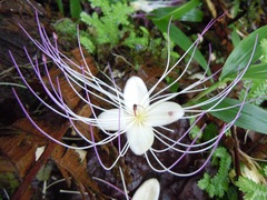 Capparidastrum discolor