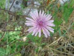 Crepis rubra