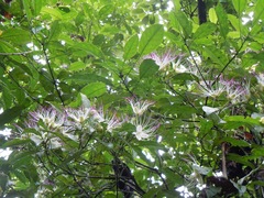 Capparidastrum discolor