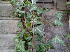 Hedera helix
