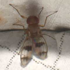 Chymomyza amoena
