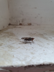 Otites lamed