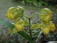 Mormodes