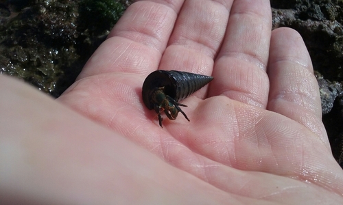 Calcinus obscurus