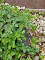 Potentilla indica