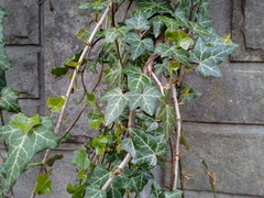 Hedera helix