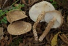 Lepiota calcicola - Photo (c) Marco Floriani, some rights reserved (CC BY-NC), uploaded by Marco Floriani