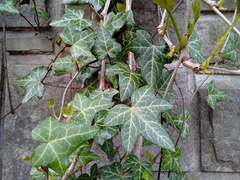 Hedera helix