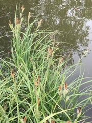 Carex flacca