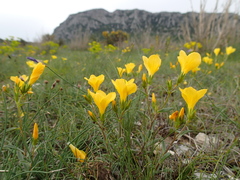 Linum campanulatum