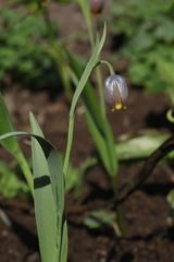 Fritillaria uva-vulpis