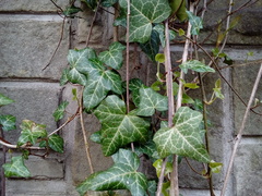 Hedera helix