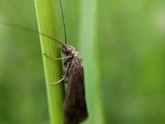 Hydropsyche angustipennis