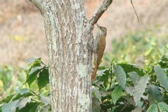 Lepidocolaptes squamatus