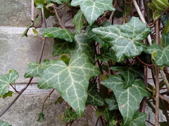 Hedera helix