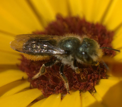 Osmia georgica