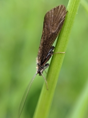 Hydropsyche angustipennis