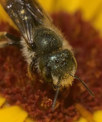Osmia georgica