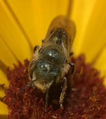 Osmia georgica