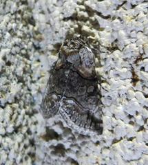 Abrostola microvalis