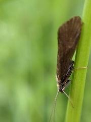 Hydropsyche angustipennis