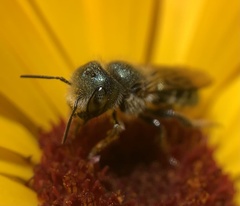 Osmia georgica