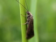 Hydropsyche angustipennis