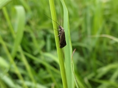 Hydropsyche angustipennis