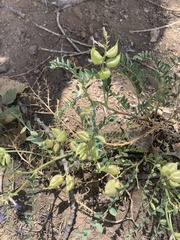 Astragalus lentiginosus diphysus