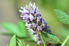 Glycyrrhiza echinata