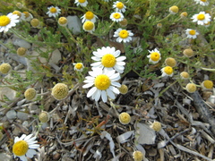 Anthemis peregrina