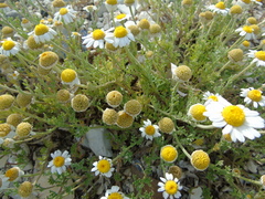 Anthemis peregrina