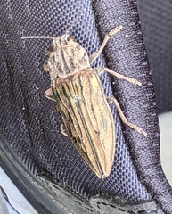 Chrysochroinae