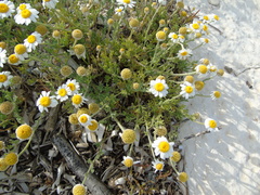 Anthemis peregrina
