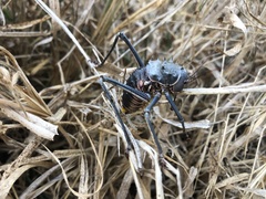 Acanthoplus