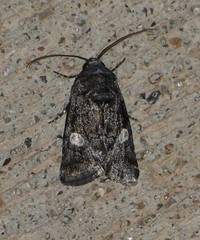 Copanarta aurea