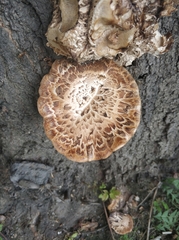 Cerioporus squamosus