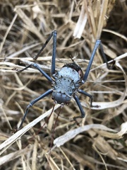 Acanthoplus