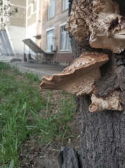Cerioporus squamosus