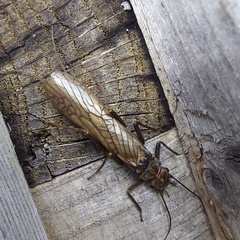 Perlodes microcephalus