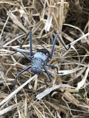 Acanthoplus