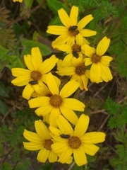 Tagetes zypaquirensis