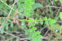 Glycyrrhiza echinata