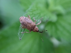 Dorytomus longimanus