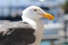 Larus